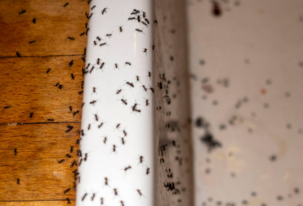 Pest Control Cost in Kingsbury, NV